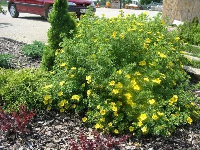 POTENTILLA fruticosa 'Goldfinger' - Potentille arbustive 'Goldfinger'