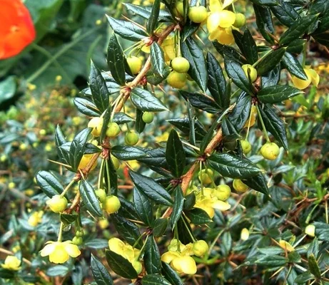 BERBERIS frikartii 'Telstar' - Epine vinette