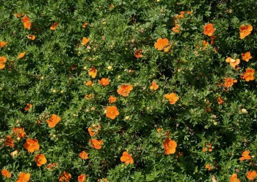 POTENTILLA fruticosa Hoppley's Orange - Potentile 'Hopley's Orange'