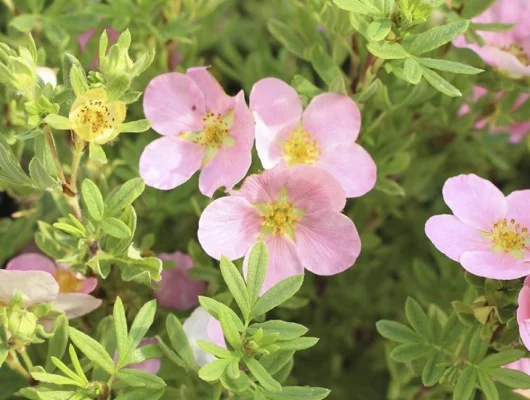 POTENTILLA fruticosa 'Princess' - Potentille 'Princess Queen'