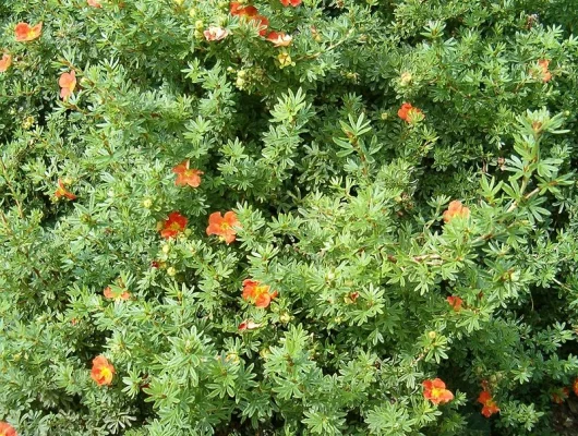 POTENTILLA fruticosa 'Red Ace' - Potentille arbustive 'Red Ace