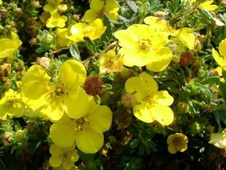 POTENTILLA fruticosa 'Sommerflor' - Potentille arbustive naine