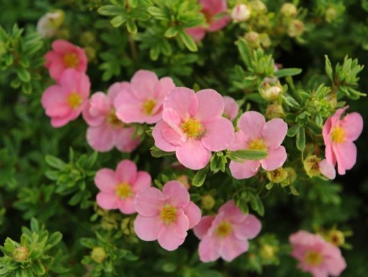 POTENTILLA fruticosa 'Lovely Pink'® - Potentille arbustive rose