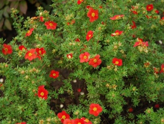 POTENTILLA fruticosa 'Red Robin' - Potentille arbustive