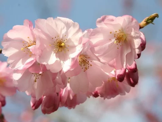 PRUNUS 'Accolade' - Cerisier à fleurs