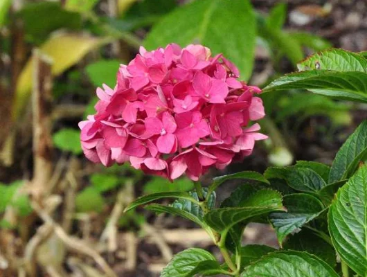 HYDRANGEA 'Rouge' - Hortensia