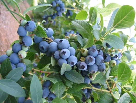 Myrtille 'Bluecrop' - Vaccinium corymbosum 'Bluecrop'