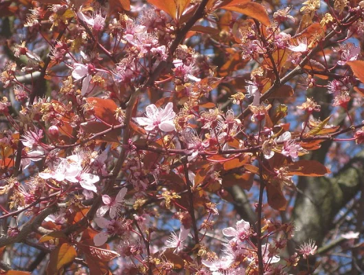 PRUNUS cerasifera 'Nigra', 'Pissardii' - Cerisier à fleurs, au feuillage pourpre