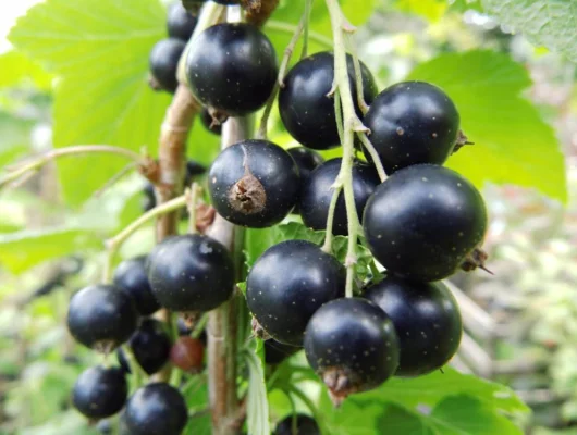 RIBES nigrum 'Titania' - Cassissier