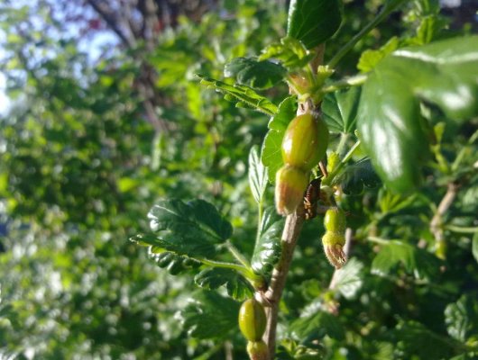Groseillier à maquereau 'Hinnonmaki' White - Ribes uva-crispa 'Hinnonmaki'