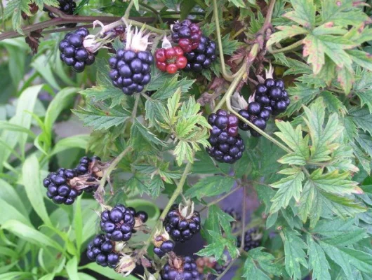 Mûre 'Thornless Evergreen' - Rubus fruticosus 'Thornless Evergreen'