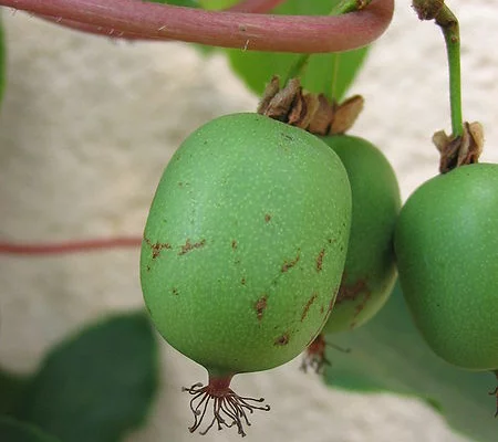 KIWI KIWAI arguta 'Weiki' (mâle) - ACTINIDIA arguta 'Weiki'