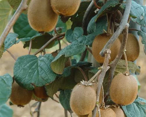 Kiwi femelle 'Hayward' (femelle) - Actinidia chinensis 'Hayward'