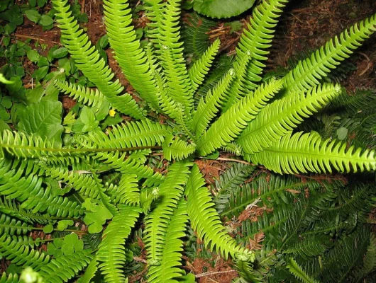 BLECHNUM spicant