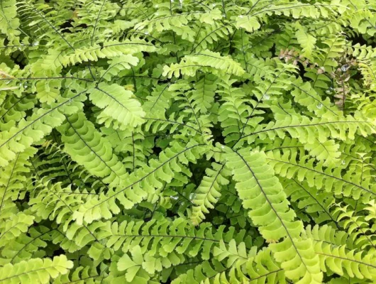 ADIANTUM pedatum 'Imbricatum'