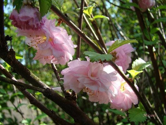 PRUNUS glandulosa 'Sinensis' - Cerisier à fleurs