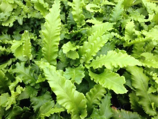 ASPLENIUM scolopendrium 'Angustifolia' - Fougère Scolopendre