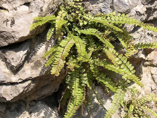 ASPLENIUM trichomanes - Fougère fausse capillaire