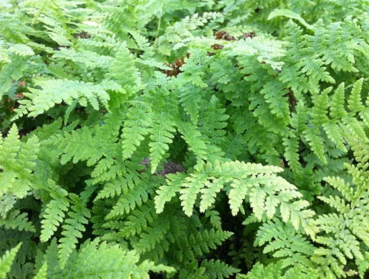 ATHYRIUM filix-femina - Fougère