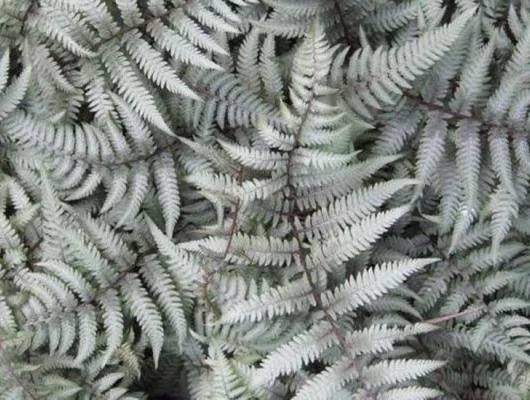 ATHYRIUM niponicum 'Metallicum' - Fougère