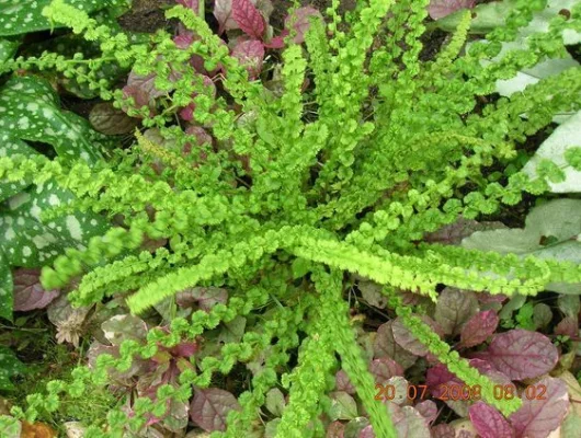 ATHYRIUM filix-femina 'Frizelliae' - Fougère