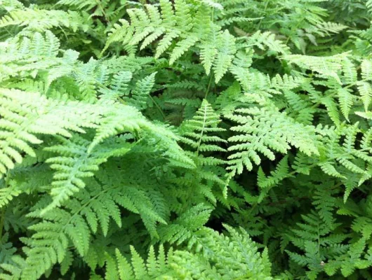 ATHYRIUM filix-femina 'Lady in Red' - Fougère