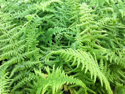 ATHYRIUM filix-femina 'Victoriae' - Fougère