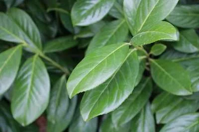 PRUNUS laurocerasus 'Novita' - Laurier cerise à haie, Plante de haie