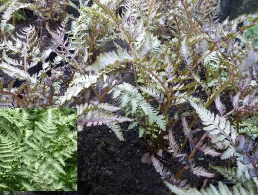 ATHYRIUM niponicum 'Pewter Lace'® - Fougère