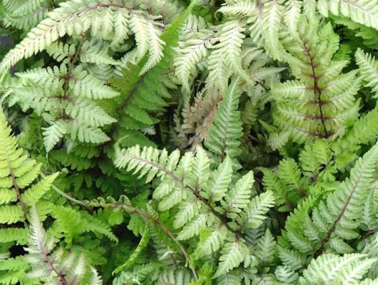 ATHYRIUM niponicum 'Red Beauty' - Fougère