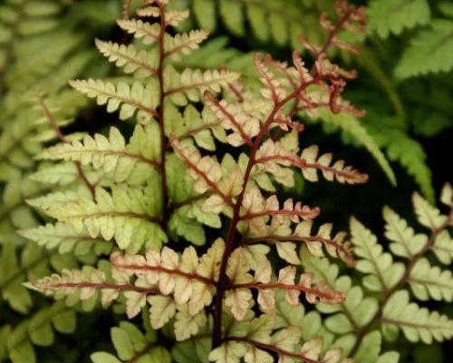 ATHYRIUM otophorum 'Okanum' - Fougère