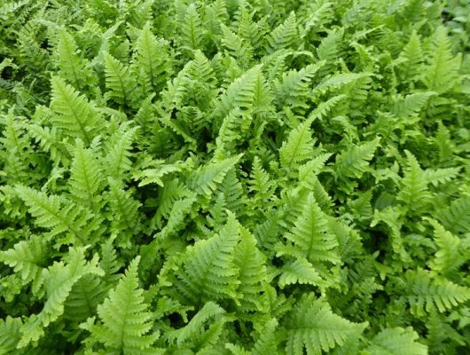 DRYOPTERIS affinis 'Cristata The King' - Fougère