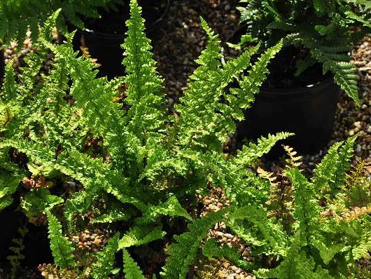 DRYOPTERIS affinis 'Pinderi' - Fougère