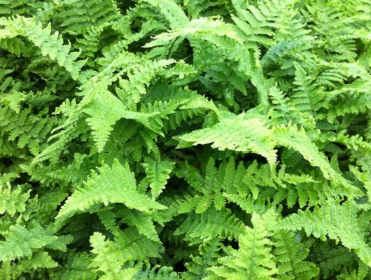 DRYOPTERIS affinis 'Crispa' - Fougère