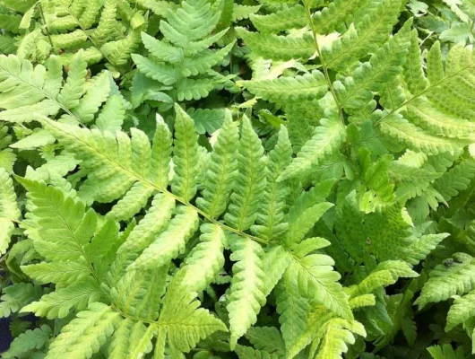 DRYOPTERIS clintoniana - Fougère