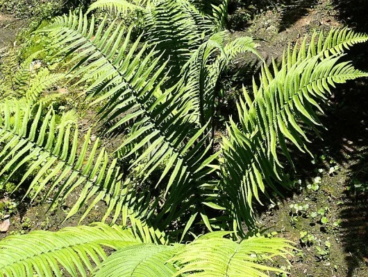 DRYOPTERIS atrata - fougère