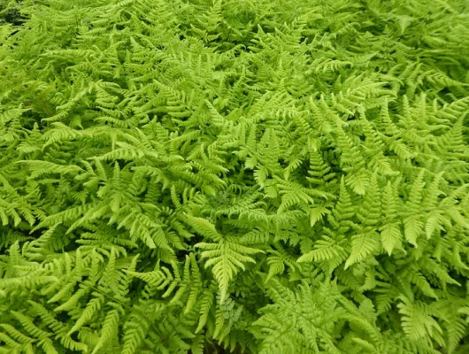 DRYOPTERIS dilatata - Fougère