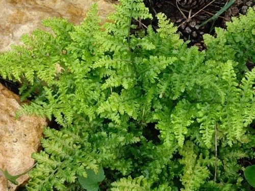 DRYOPTERIS dilatata 'Crispa Whiteside' - Fougère