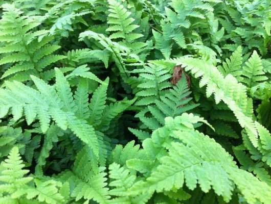 DRYOPTERIS filix-mas - Fougère