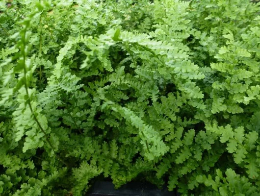 DRYOPTERIS filix-mas 'Barnesii' - Fougère