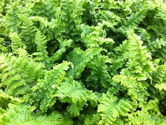 DRYOPTERIS filix-mas 'Crispa' - Fougère