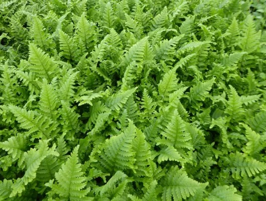 DRYOPTERIS filix-mas 'Crispa Cristata' - Fougère