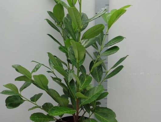 PRUNUS laurocerasus 'Rotundifolia' - Laurier cerise, Plante de haie