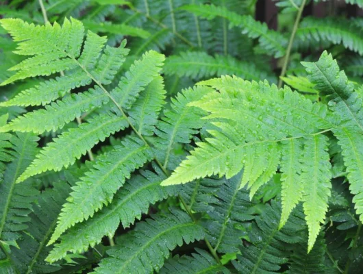 DRYOPTERIS goldiana - Fougère