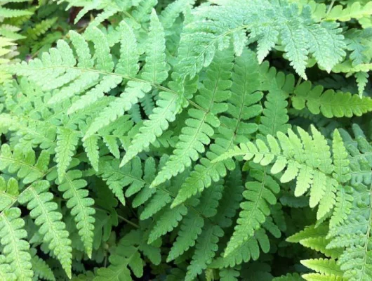 DRYOPTERIS marginalis - Fougère