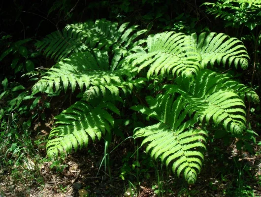 MATTEUCCIA orientalis - fougère