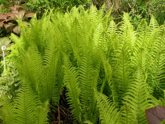 MATTEUCCIA pensylvanica - Fougère d'Allemagne