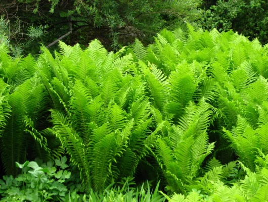 ATHYRIUM filix-femina - Fougère