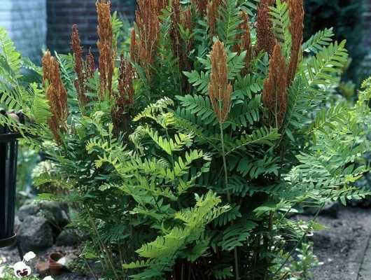 OSMUNDA regalis 'Purpurascens'