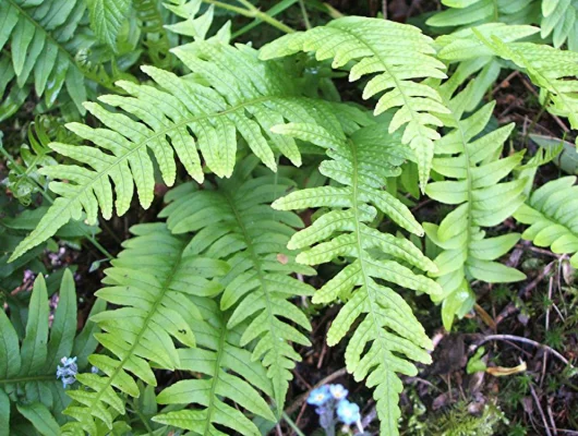 POLYPODIUM vulgare